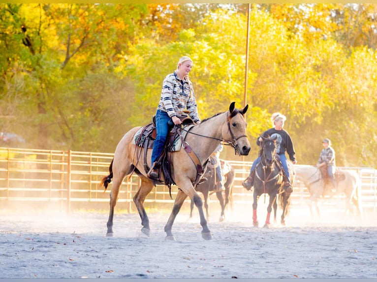 American Quarter Horse Castrone 4 Anni 152 cm Pelle di daino in Honey Brook