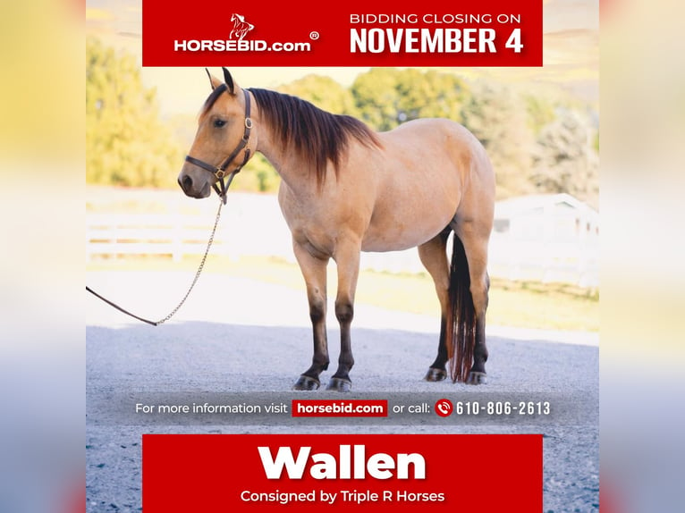 American Quarter Horse Castrone 4 Anni 152 cm Pelle di daino in Honey Brook