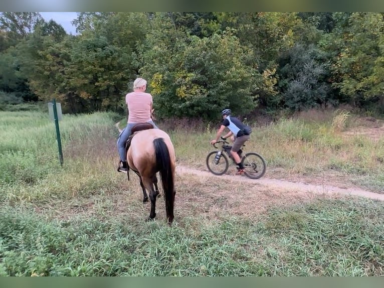 American Quarter Horse Castrone 4 Anni 152 cm Pelle di daino in Honey Brook