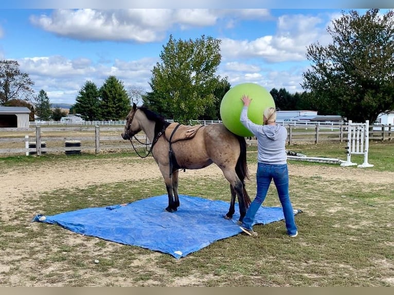 American Quarter Horse Castrone 4 Anni 152 cm Pelle di daino in Honey Brook