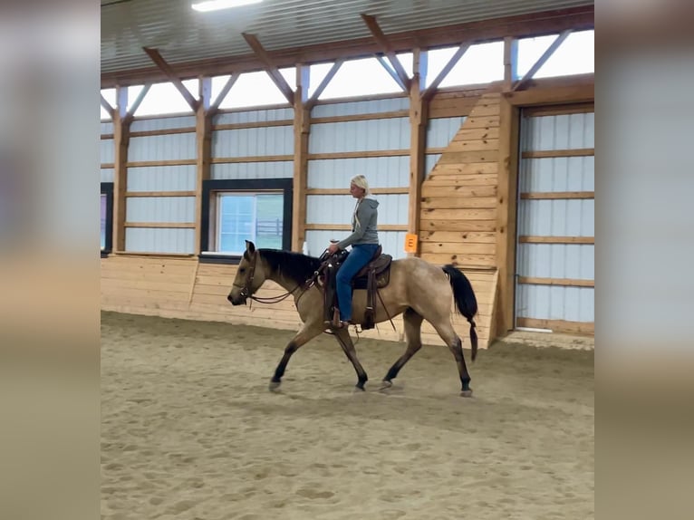 American Quarter Horse Castrone 4 Anni 152 cm Pelle di daino in Honey Brook