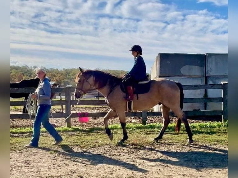 American Quarter Horse Castrone 4 Anni 152 cm Pelle di daino in Honey Brook