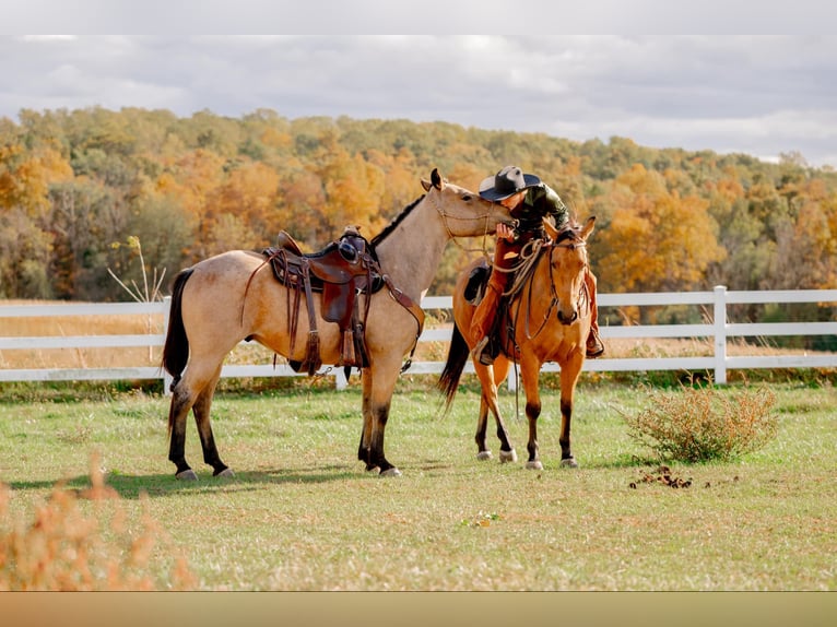 American Quarter Horse Castrone 4 Anni 152 cm Pelle di daino in Honey Brook