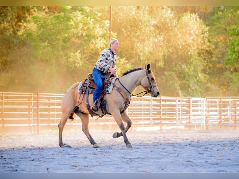 American Quarter Horse Castrone 4 Anni 152 cm Pelle di daino in Honey Brook