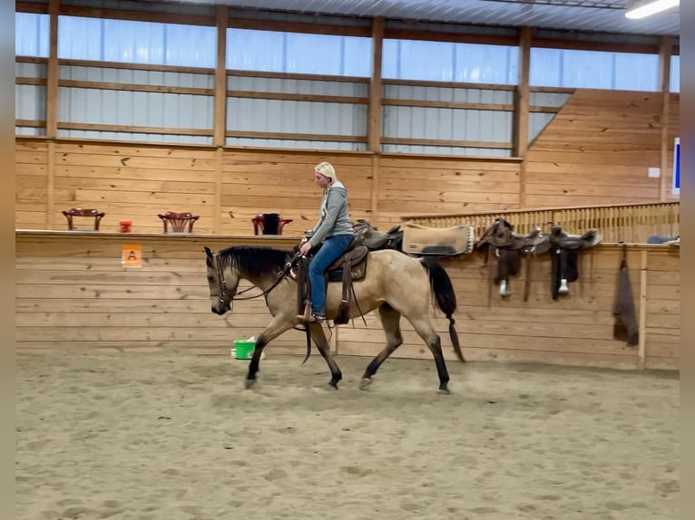 American Quarter Horse Castrone 4 Anni 152 cm Pelle di daino in Honey Brook