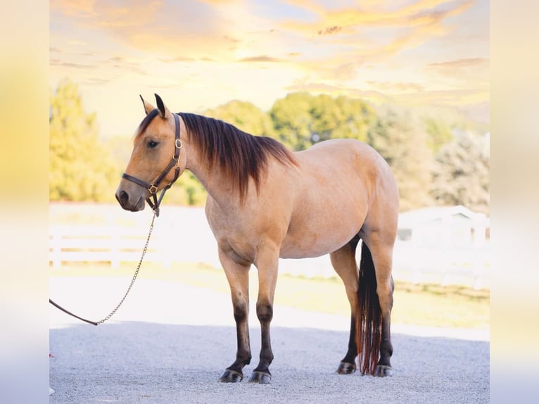 American Quarter Horse Castrone 4 Anni 152 cm Pelle di daino in Honey Brook