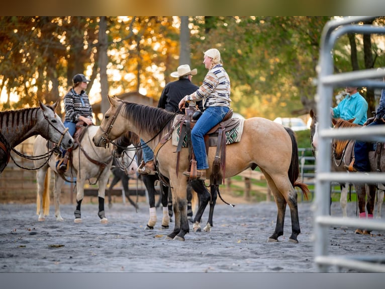 American Quarter Horse Castrone 4 Anni 152 cm Pelle di daino in Honey Brook