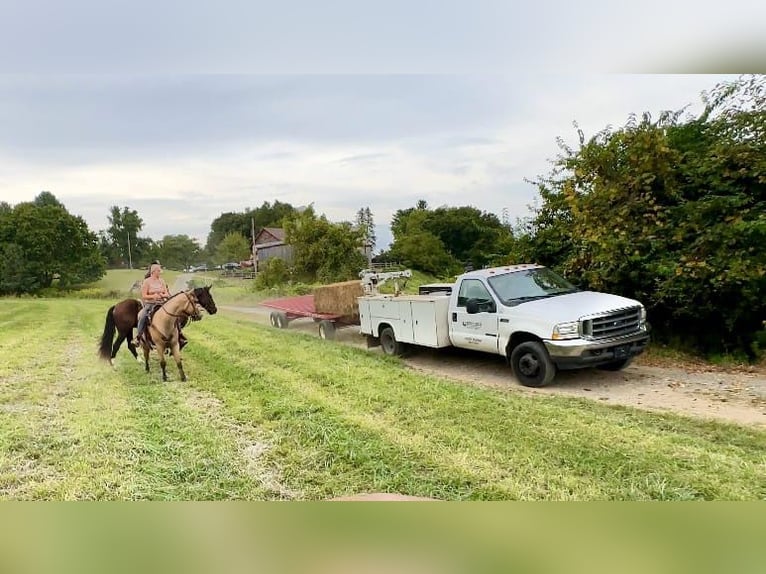 American Quarter Horse Castrone 4 Anni 152 cm Pelle di daino in Honey Brook