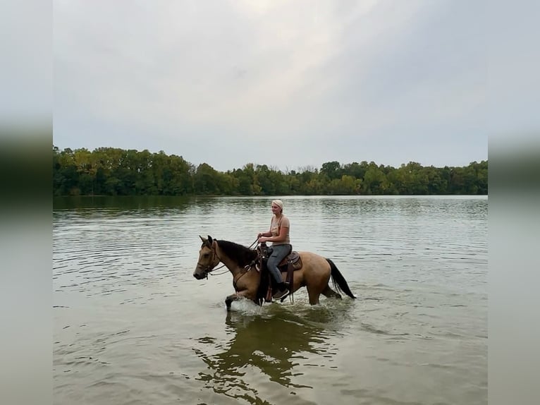 American Quarter Horse Castrone 4 Anni 152 cm Pelle di daino in Honey Brook