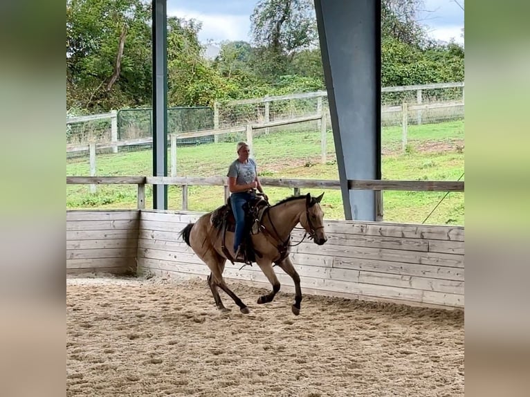 American Quarter Horse Castrone 4 Anni 152 cm Pelle di daino in Honey Brook