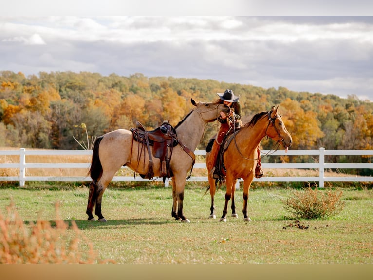 American Quarter Horse Castrone 4 Anni 152 cm Pelle di daino in Honey Brook