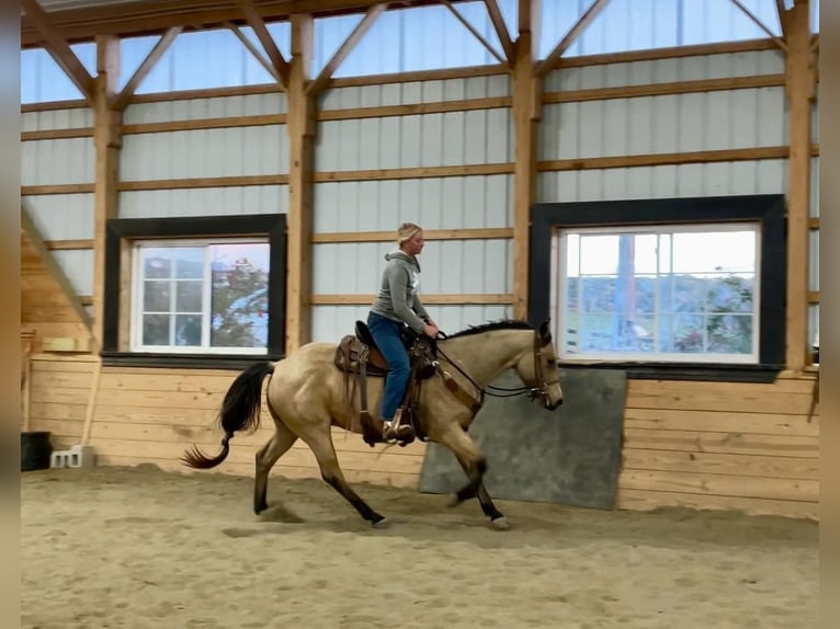 American Quarter Horse Castrone 4 Anni 152 cm Pelle di daino in Honey Brook