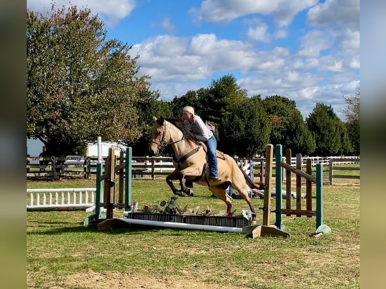 American Quarter Horse Castrone 4 Anni 152 cm Pelle di daino in Honey Brook