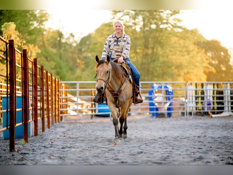 American Quarter Horse Castrone 4 Anni 152 cm Pelle di daino in Honey Brook