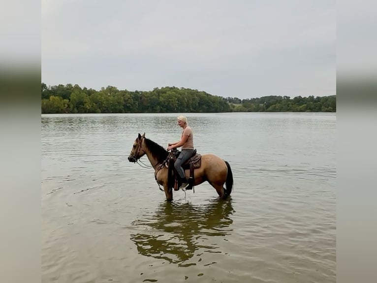 American Quarter Horse Castrone 4 Anni 152 cm Pelle di daino in Honey Brook