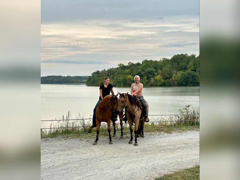 American Quarter Horse Castrone 4 Anni 152 cm Pelle di daino in Honey Brook