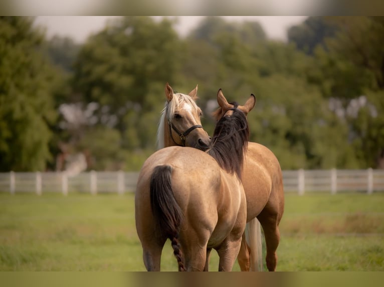 American Quarter Horse Castrone 4 Anni 152 cm Pelle di daino in Honey Brook