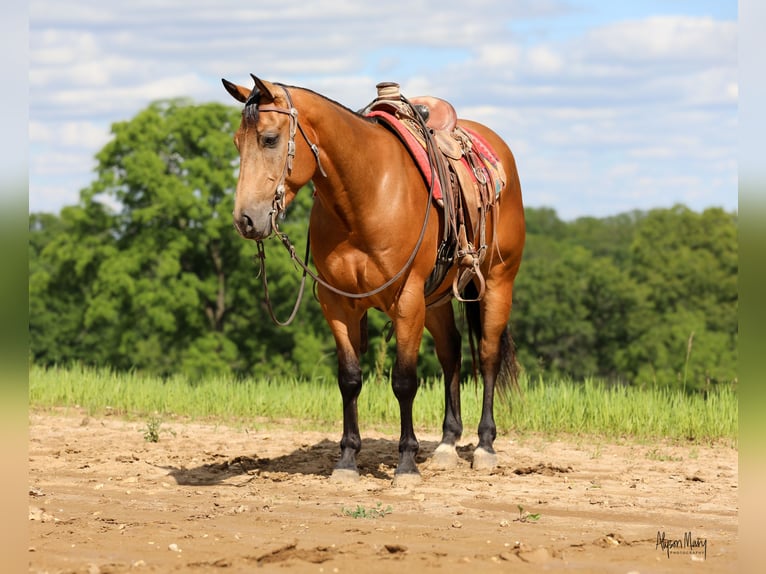 American Quarter Horse Castrone 4 Anni 152 cm Pelle di daino in Bellevue