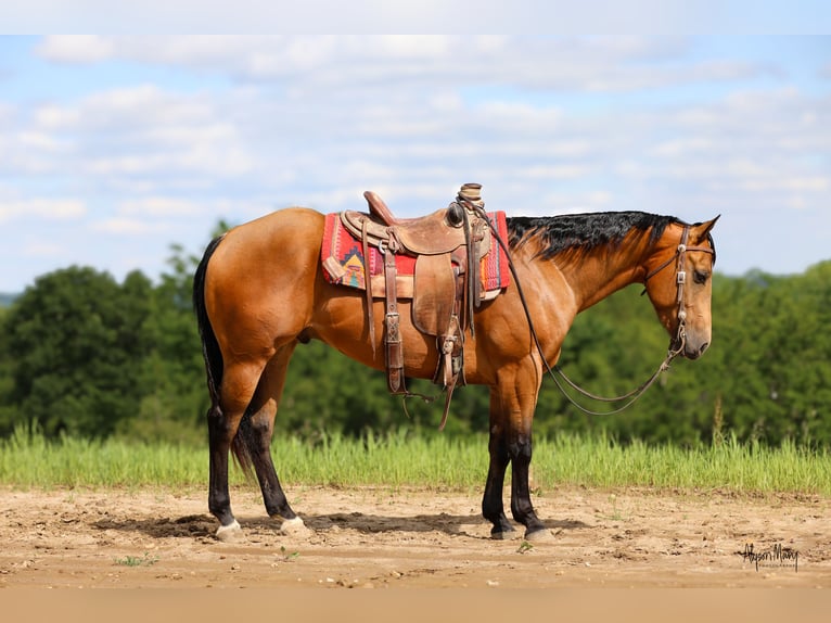 American Quarter Horse Castrone 4 Anni 152 cm Pelle di daino in Bellevue