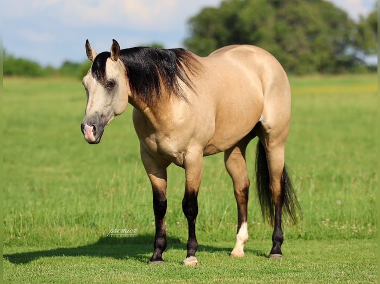 American Quarter Horse Castrone 4 Anni 152 cm Pelle di daino in Buffalo