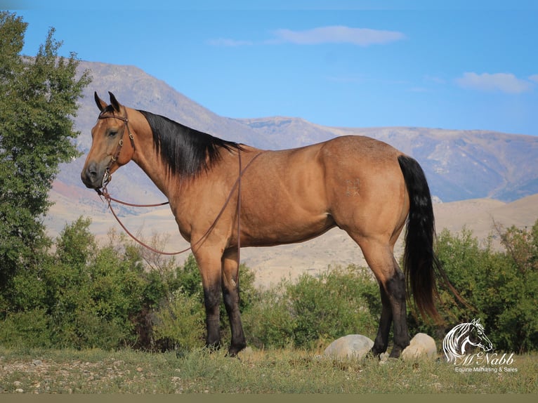 American Quarter Horse Castrone 4 Anni 152 cm Pelle di daino in Cody