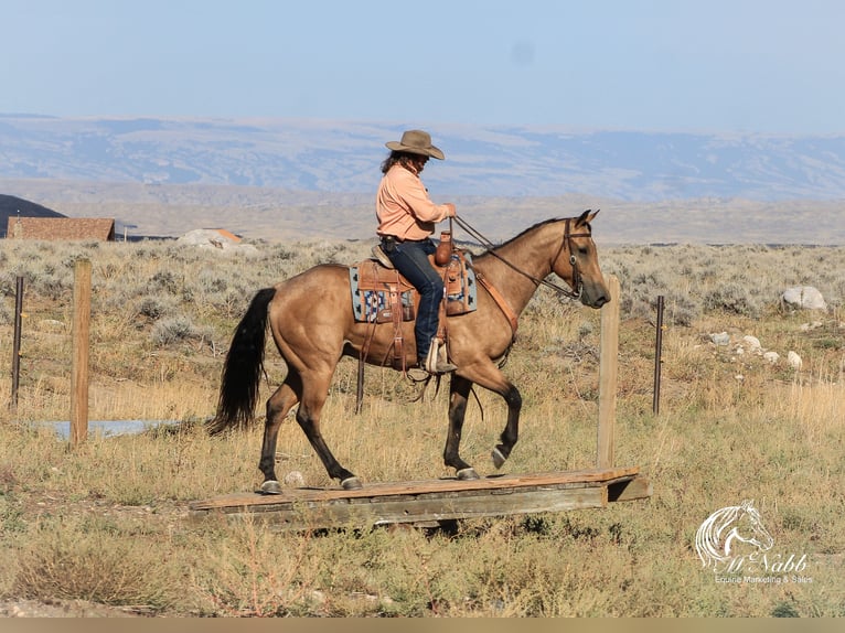 American Quarter Horse Castrone 4 Anni 152 cm Pelle di daino in Cody