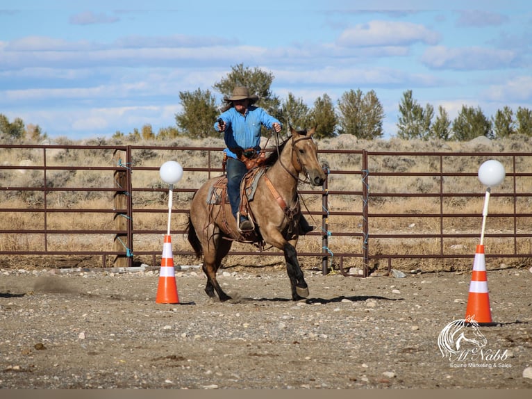 American Quarter Horse Castrone 4 Anni 152 cm Pelle di daino in Cody