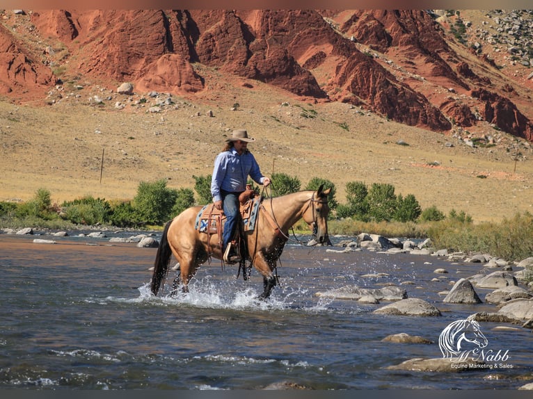 American Quarter Horse Castrone 4 Anni 152 cm Pelle di daino in Cody