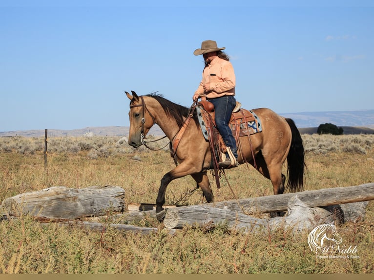 American Quarter Horse Castrone 4 Anni 152 cm Pelle di daino in Cody