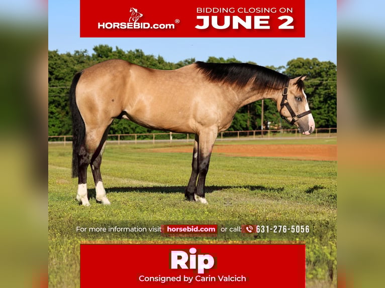 American Quarter Horse Castrone 4 Anni 152 cm Pelle di daino in Gainesville, TX