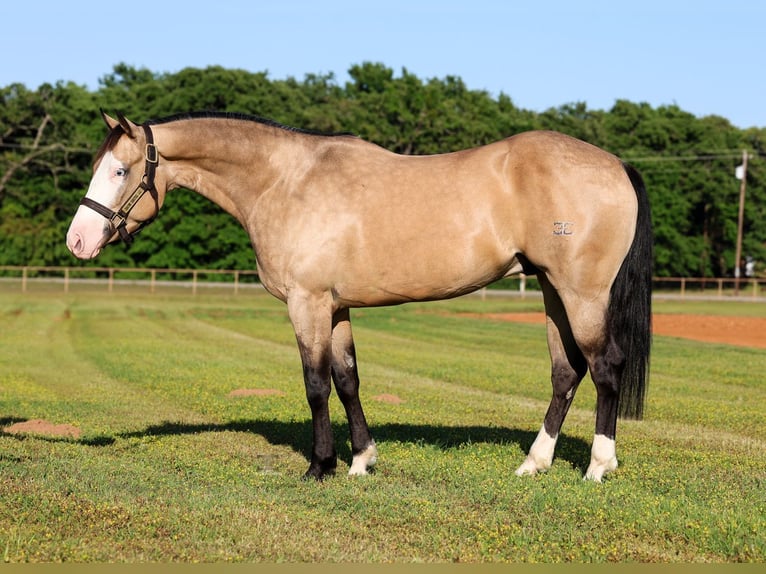 American Quarter Horse Castrone 4 Anni 152 cm Pelle di daino in Gainesville, TX