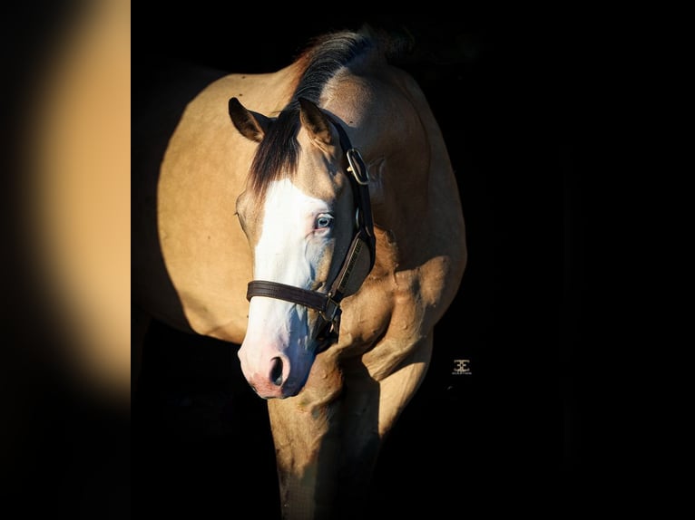 American Quarter Horse Castrone 4 Anni 152 cm Pelle di daino in Gainesville, TX