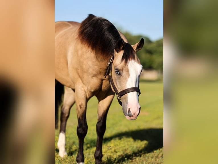 American Quarter Horse Castrone 4 Anni 152 cm Pelle di daino in Gainesville, TX