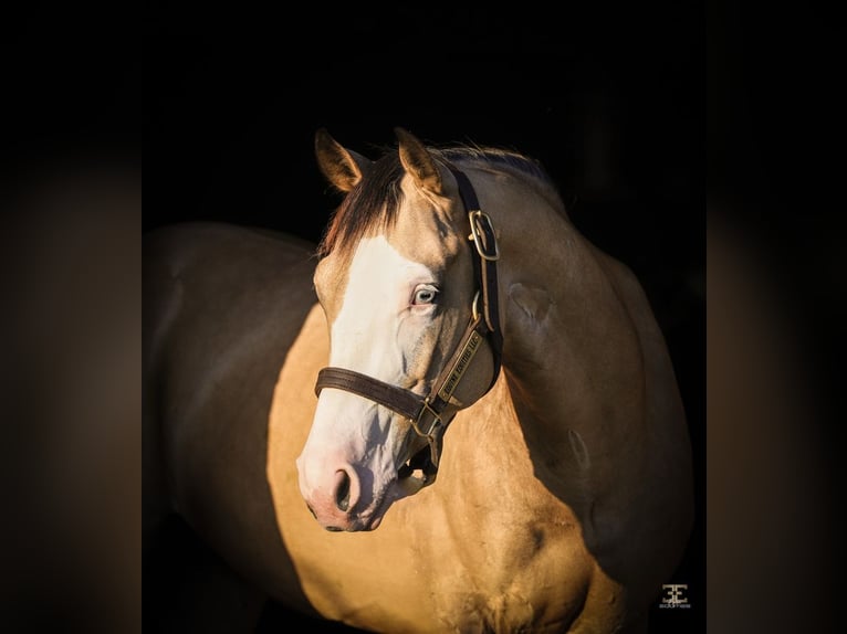 American Quarter Horse Castrone 4 Anni 152 cm Pelle di daino in Gainesville, TX