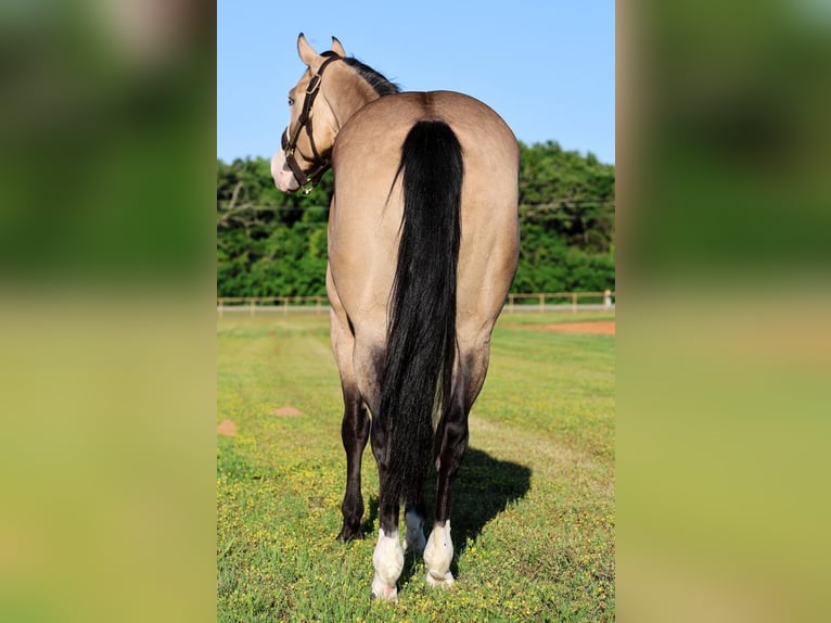 American Quarter Horse Castrone 4 Anni 152 cm Pelle di daino in Gainesville, TX