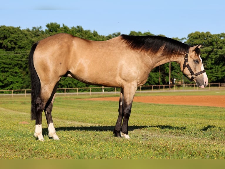 American Quarter Horse Castrone 4 Anni 152 cm Pelle di daino in Gainesville, TX