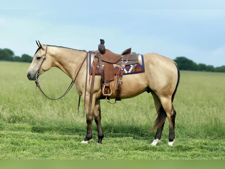 American Quarter Horse Castrone 4 Anni 152 cm Pelle di daino in Mount Vernon