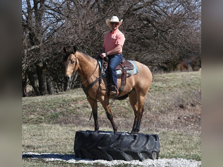 American Quarter Horse Castrone 4 Anni 152 cm Pelle di daino in Buffalo, MO