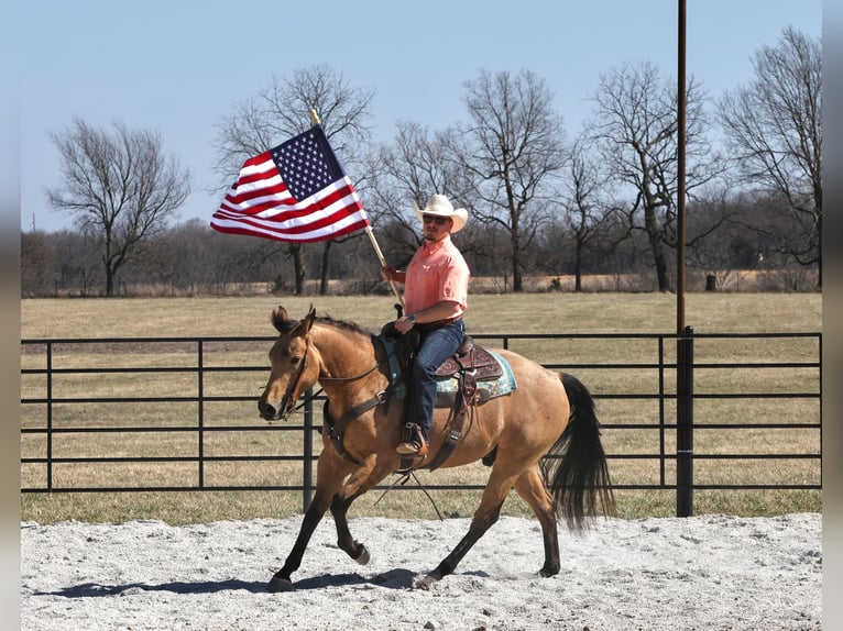 American Quarter Horse Castrone 4 Anni 152 cm Pelle di daino in Buffalo, MO