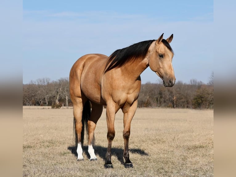 American Quarter Horse Castrone 4 Anni 152 cm Pelle di daino in Buffalo