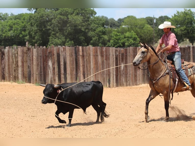 American Quarter Horse Castrone 4 Anni 152 cm Pelle di daino in Joshua, TX