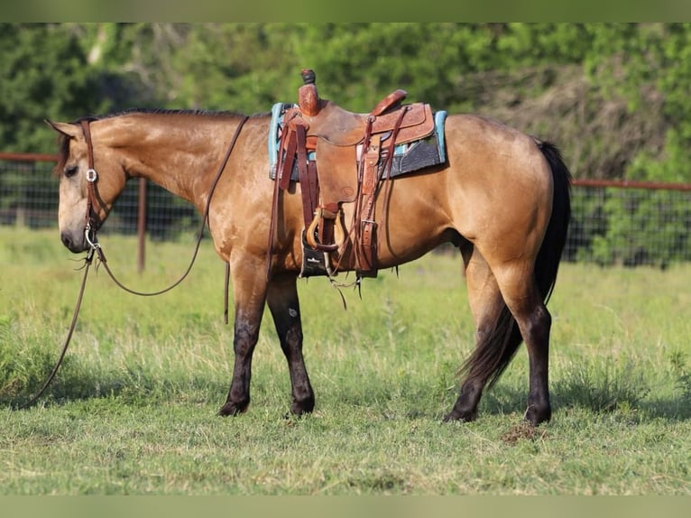 American Quarter Horse Castrone 4 Anni 152 cm Pelle di daino in Joshua, TX