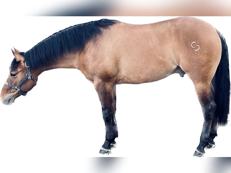 American Quarter Horse Castrone 4 Anni 152 cm Pelle di daino in Reggio Emilia