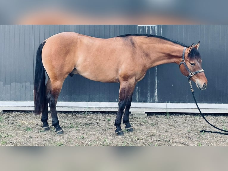 American Quarter Horse Castrone 4 Anni 152 cm Pelle di daino in Reggio Emilia