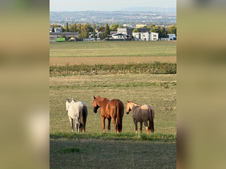 American Quarter Horse Castrone 4 Anni 152 cm Red dun in Hofheim am Taunus
