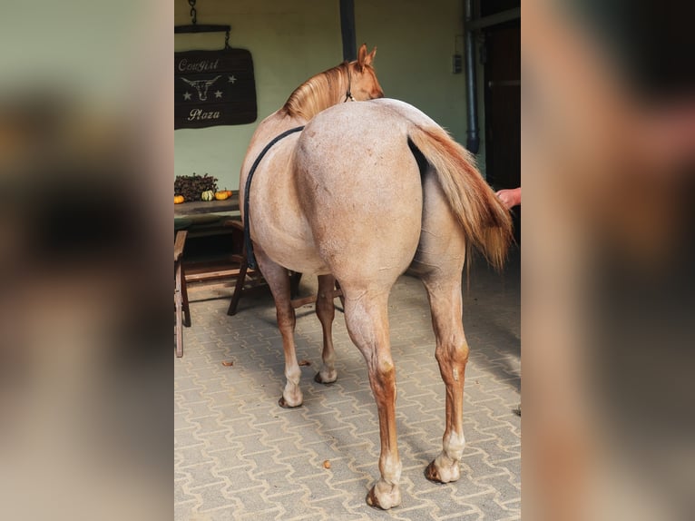 American Quarter Horse Castrone 4 Anni 152 cm Red dun in Hofheim am Taunus