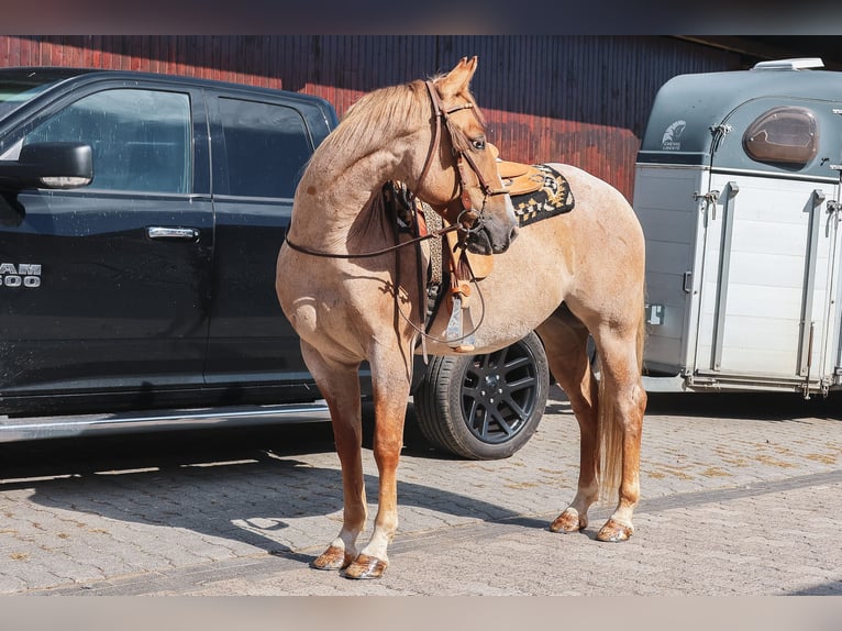 American Quarter Horse Castrone 4 Anni 152 cm Red dun in Hofheim am Taunus