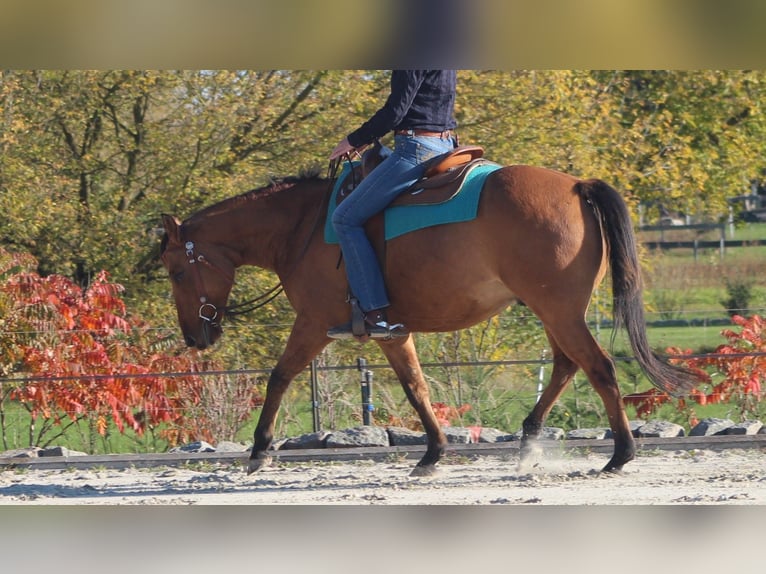 American Quarter Horse Castrone 4 Anni 152 cm in Neustadt am Rübenberge