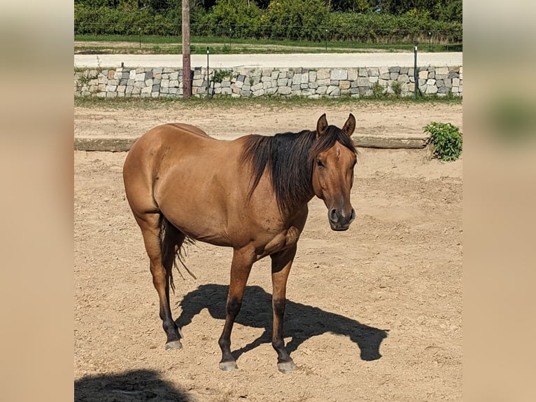 American Quarter Horse Castrone 4 Anni 152 cm in Neustadt am Rübenberge