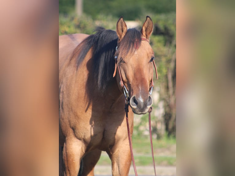 American Quarter Horse Castrone 4 Anni 152 cm in Neustadt am Rübenberge